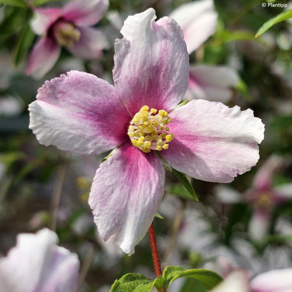 Philadelphus Petite Perfume Pink - Boerenjasmijn