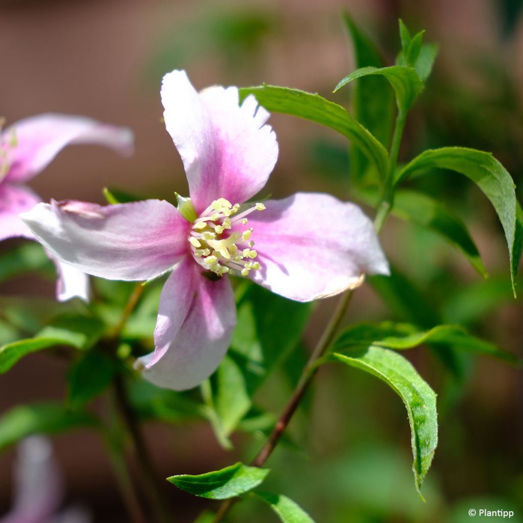 Philadelphus Petite Perfume Pink - Boerenjasmijn