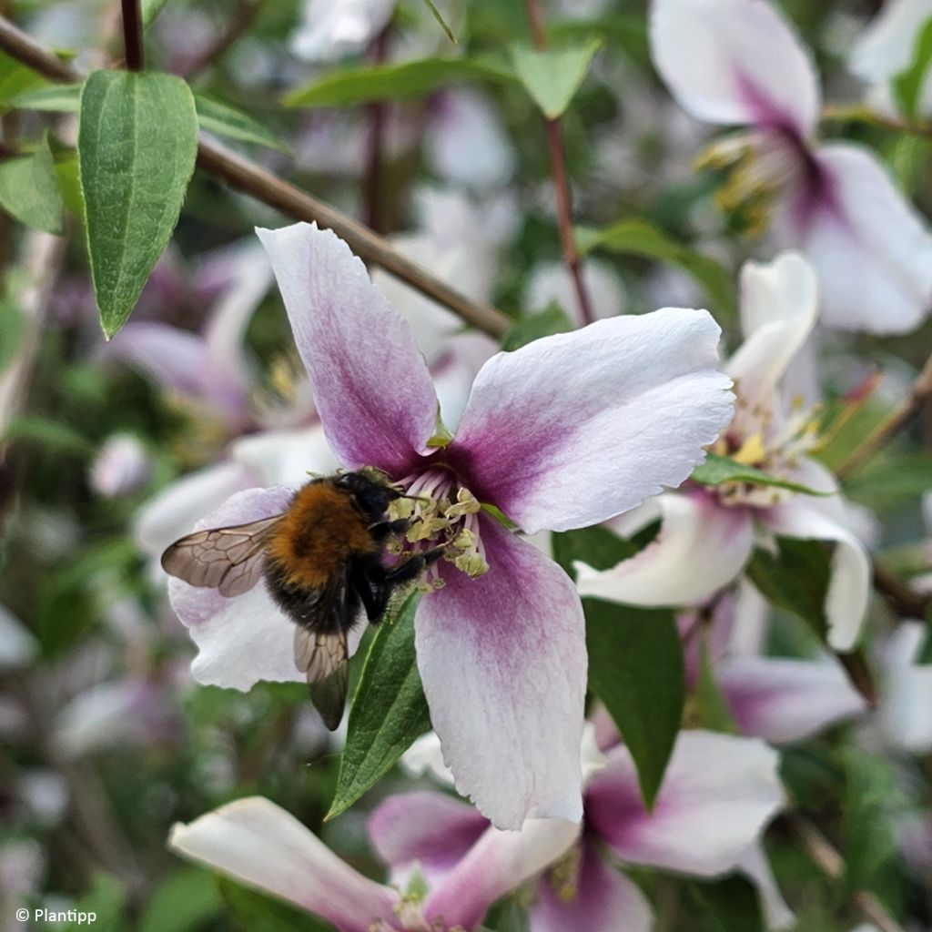 Philadelphus Petite Perfume Pink - Boerenjasmijn