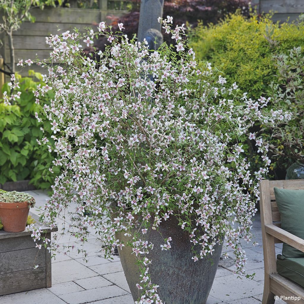 Philadelphus Petite Perfume Pink - Boerenjasmijn