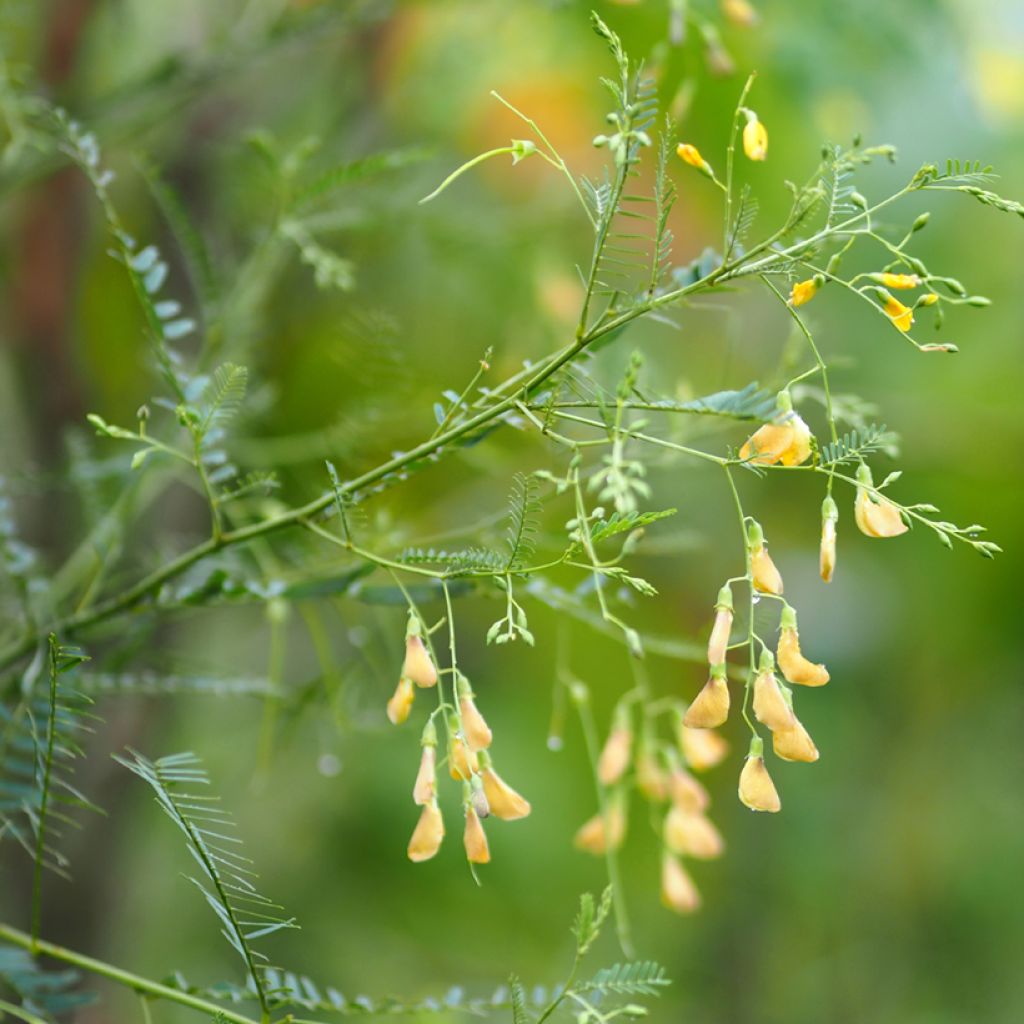 Sesbania javanica - Sesbania de Java
