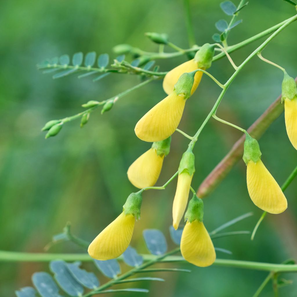 Sesbania javanica - Sesbania de Java