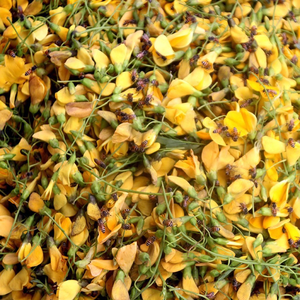 Sesbania javanica - Sesbania de Java