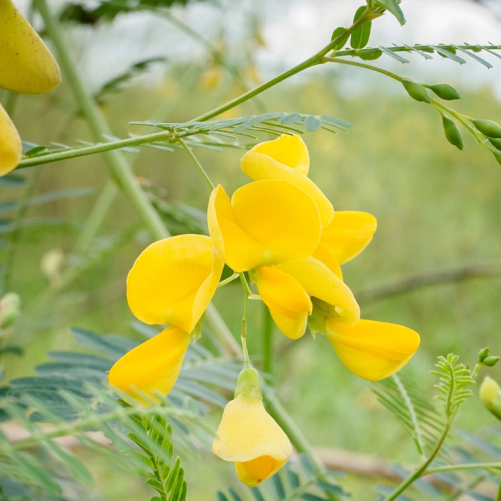 Sesbania javanica - Sesbania de Java