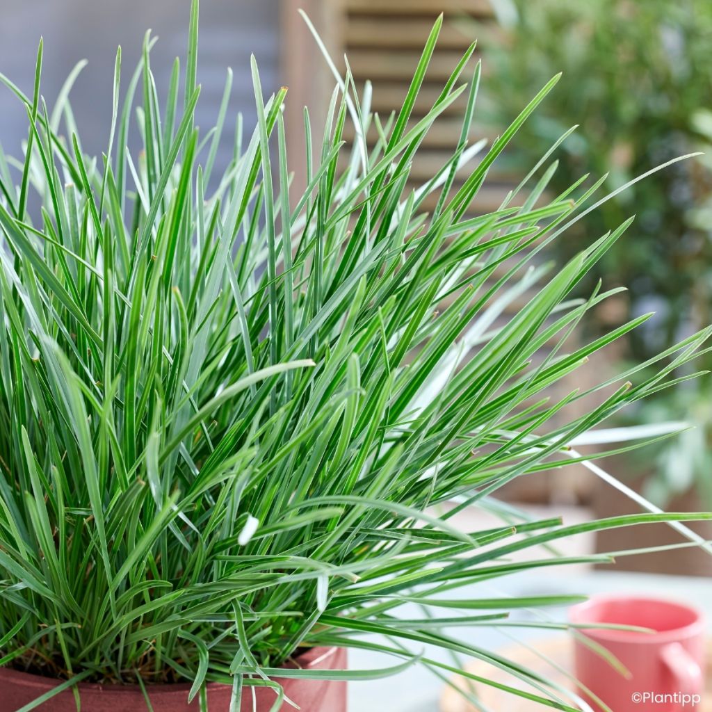 Sesleria heufleriana Blue Porcupine - Blauwgras