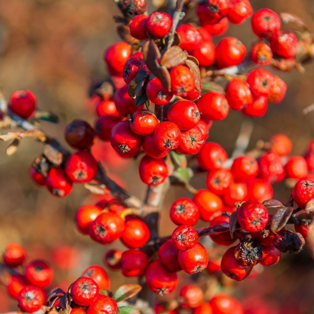 Shepherdia argentea - Sépherdie argentée