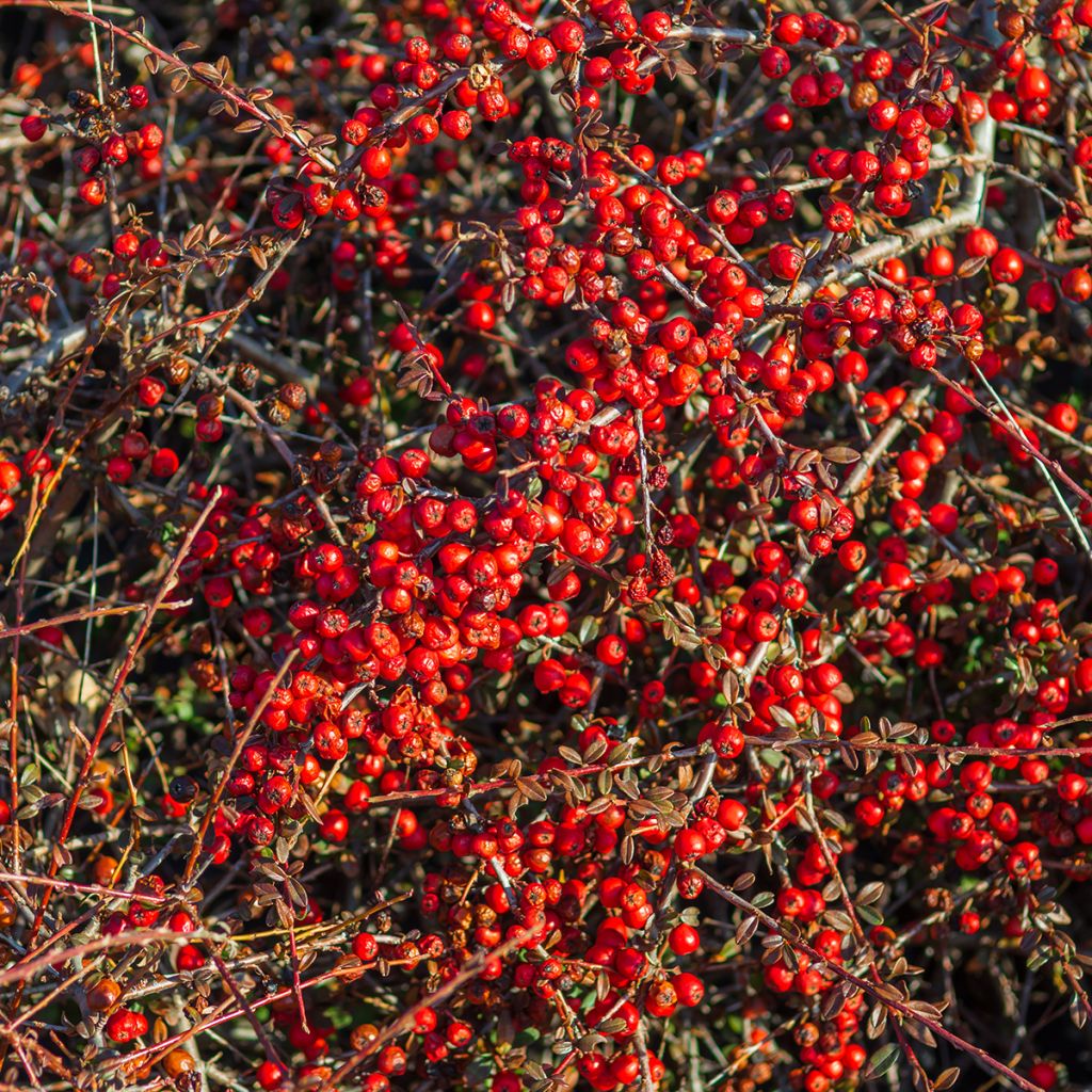 Shepherdia argentea - Sépherdie argentée