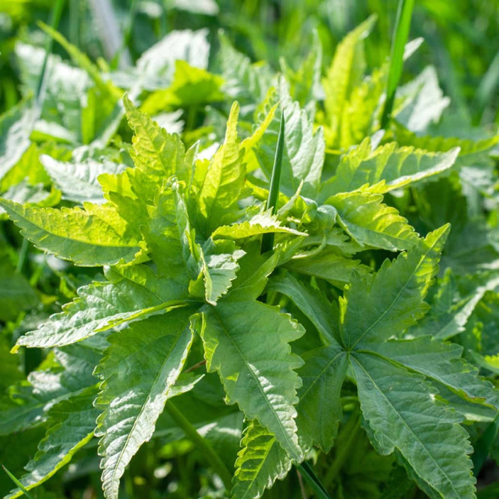 Sida hermaphrodita - Virginische malva