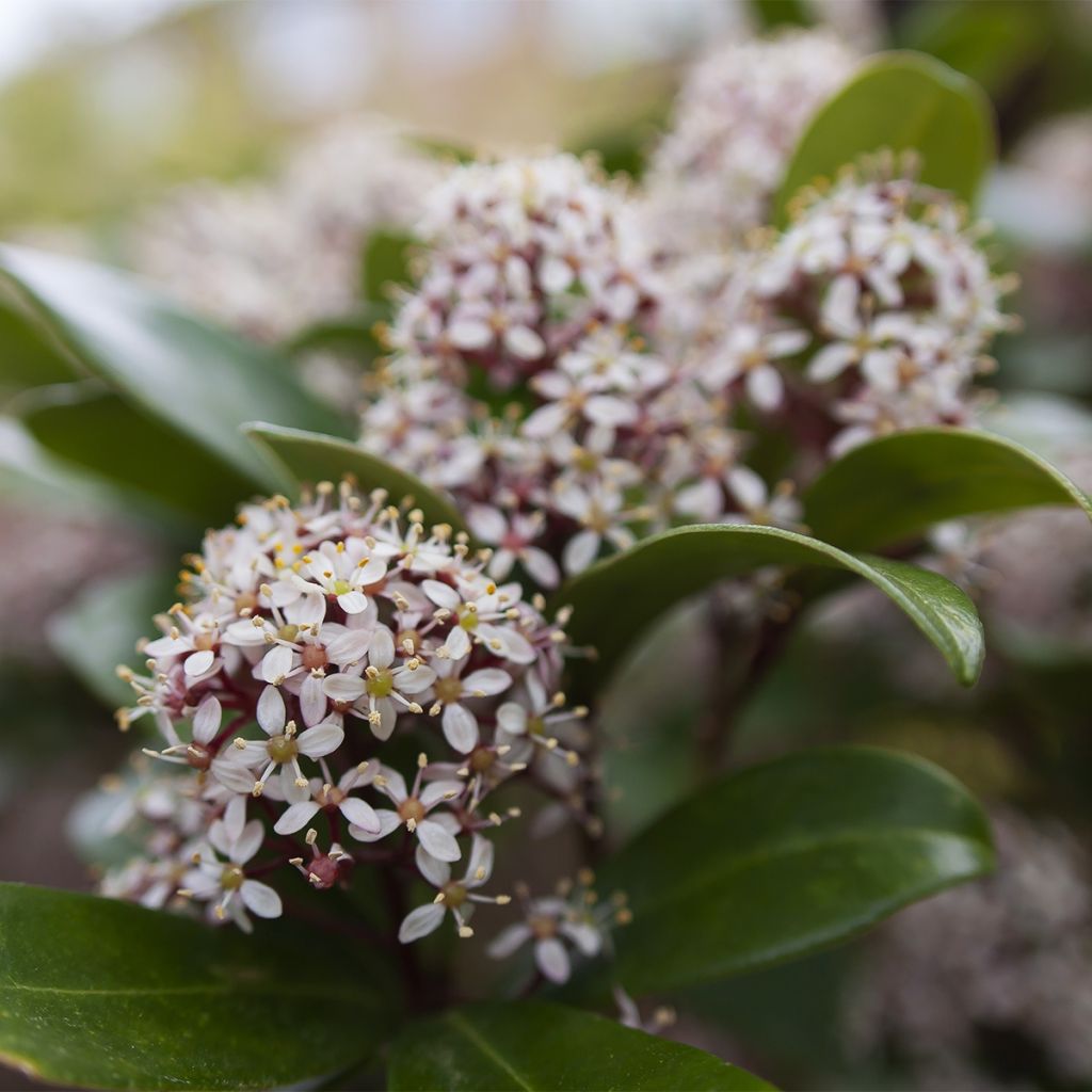 Skimmia japonica Godrie's Dwarf - Japanse skimmia