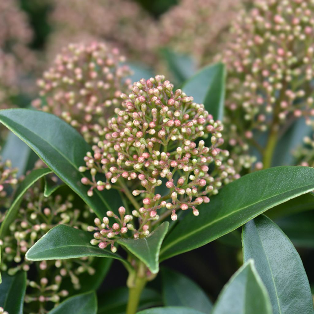 Skimmia japonica Marlot - Japanse skimmia