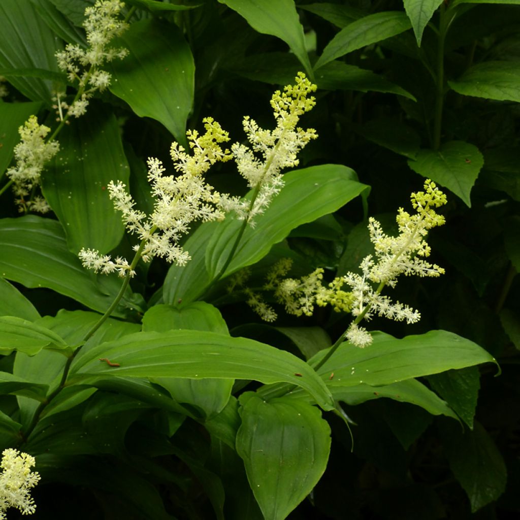 Smilacina racemosa - Valse salomonszegel