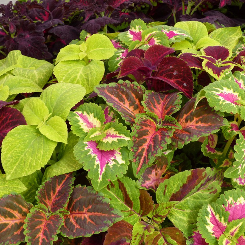Coleus Wizard Mixed (zaad) - Siernetel