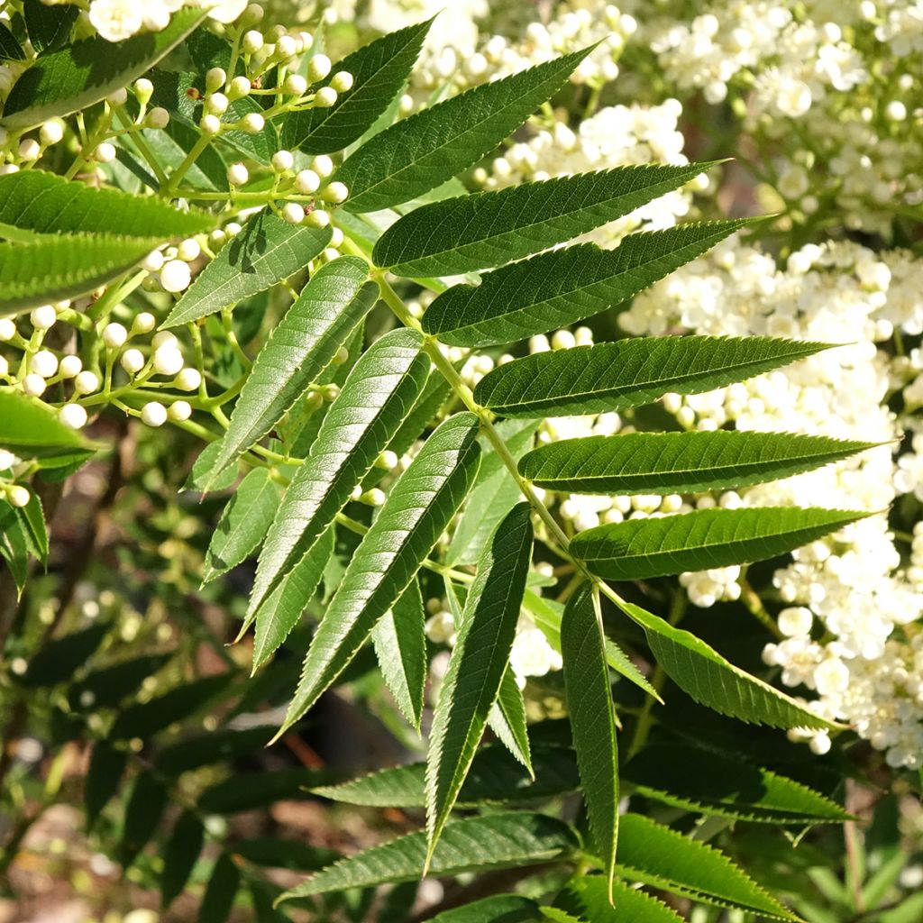 Sorbus wilfordii - Lijsterbes
