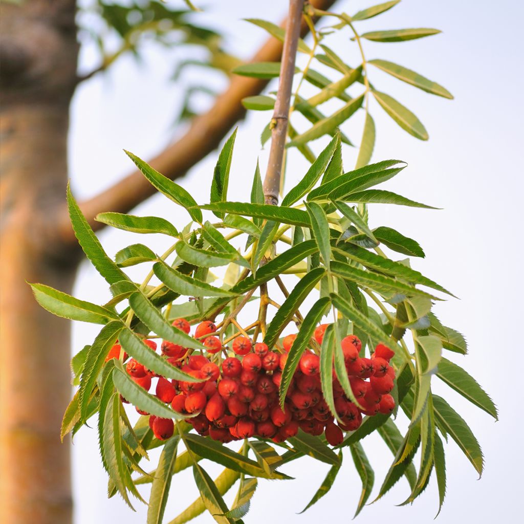 Sorbus wilfordii - Lijsterbes