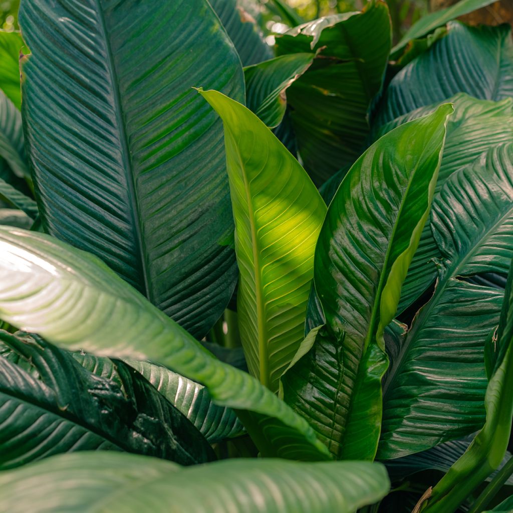 Spathiphyllum Sensation