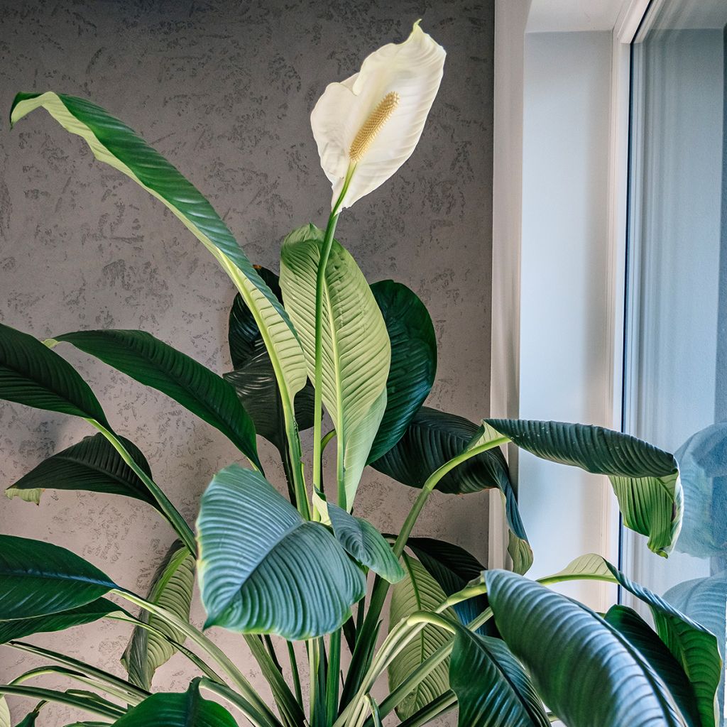 Spathiphyllum Sensation
