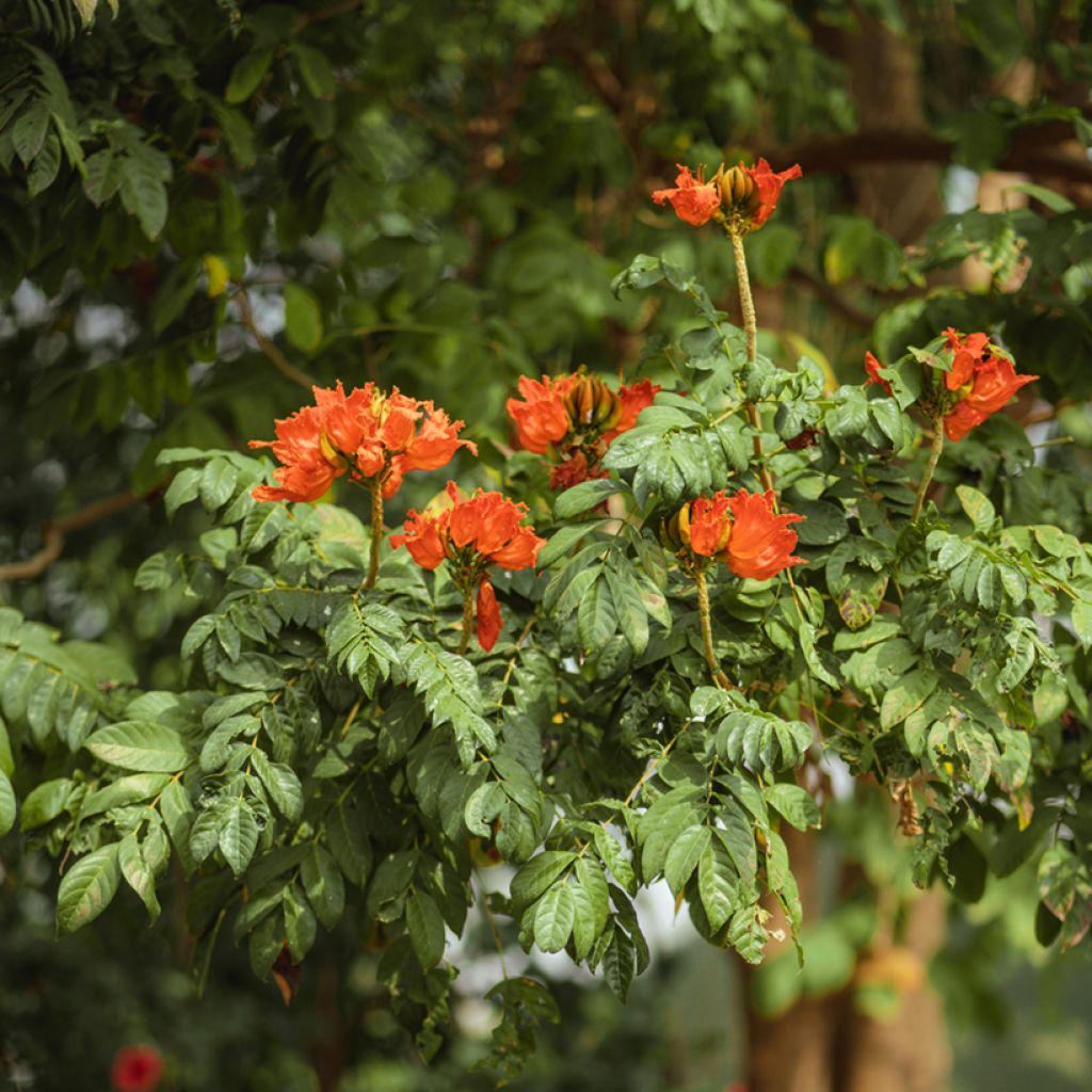 Spathodea campanulata - Afrikaanse tulpenboom