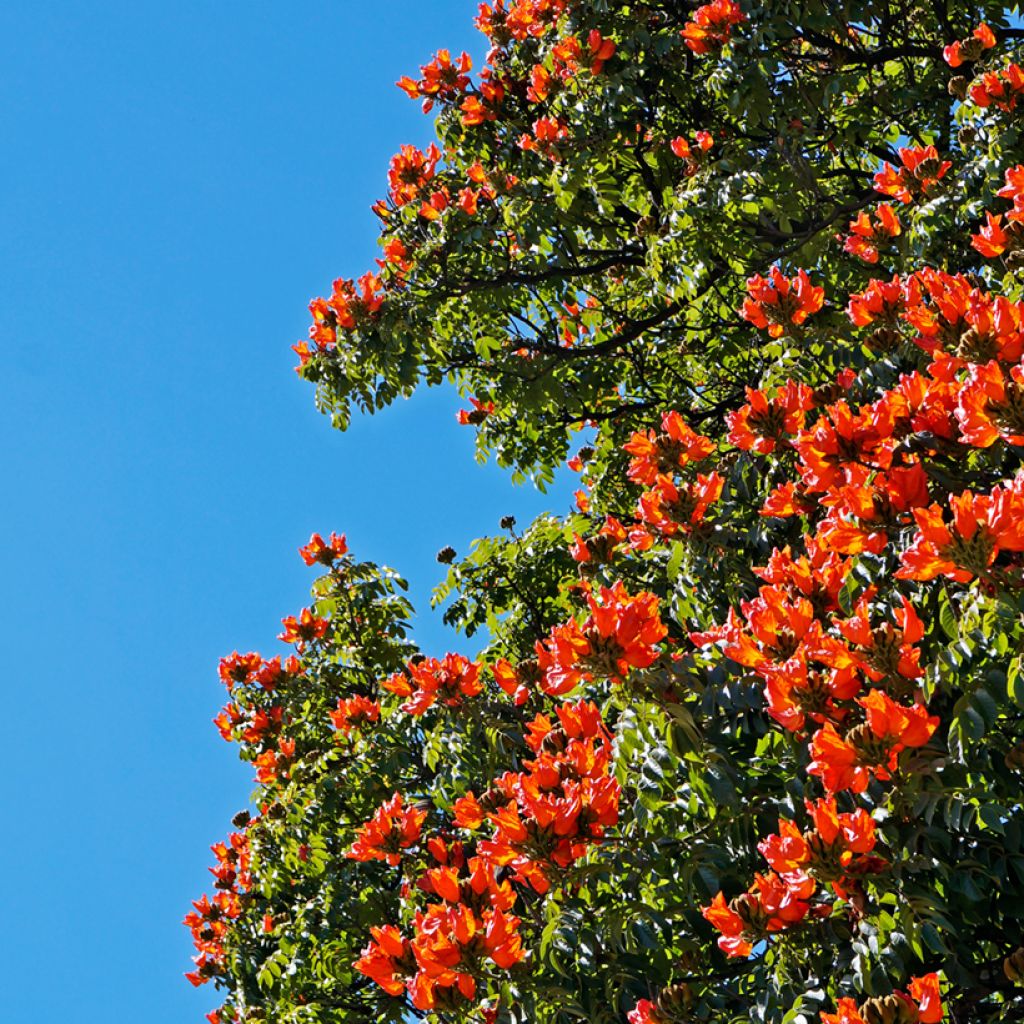Spathodea campanulata - Afrikaanse tulpenboom