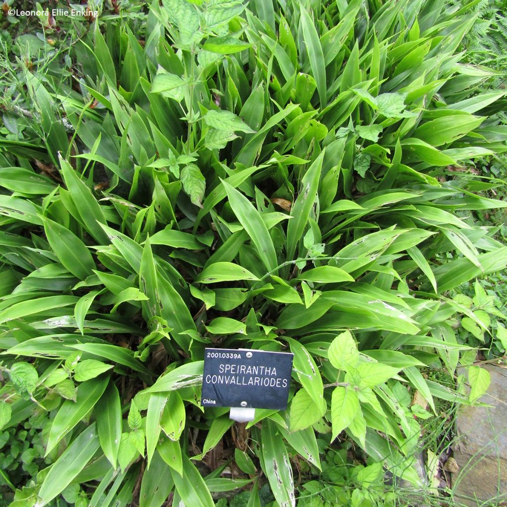 Speirantha convallarioides - Chinese lelietje-van-dalen