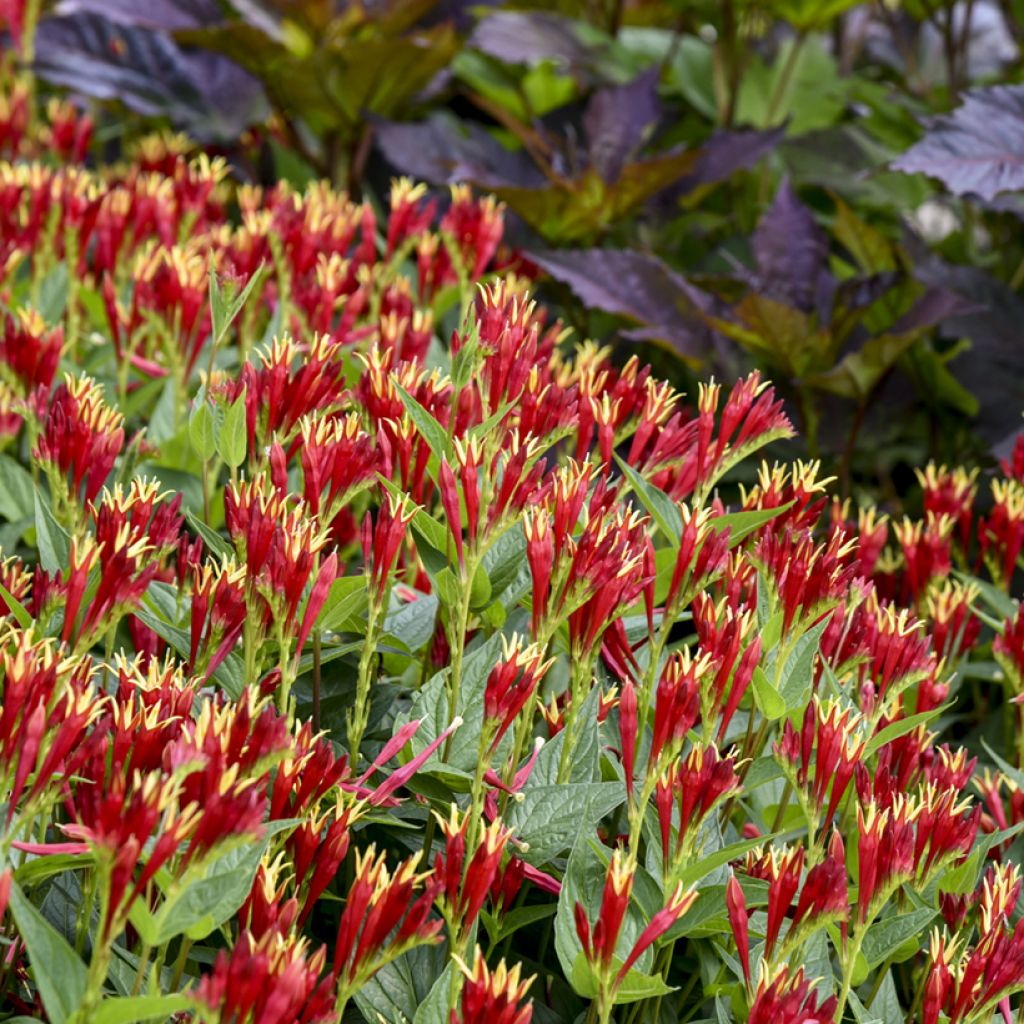 Spigelia marilandica Little Red Head - Vuurgentiaan
