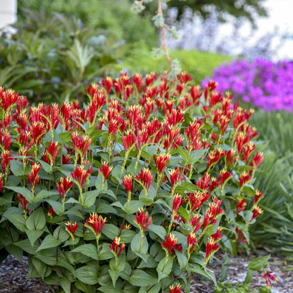Spigelia marilandica Little Red Head - Vuurgentiaan