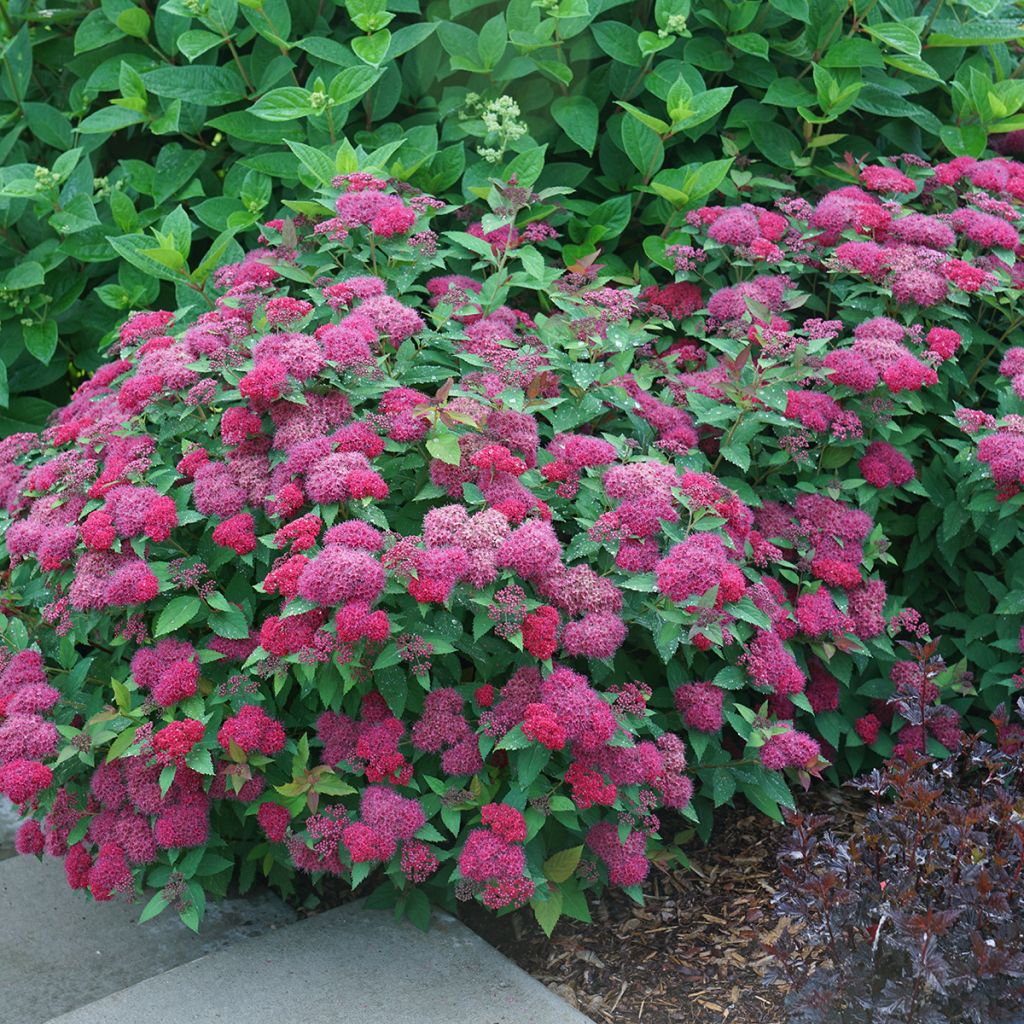 Spiraea japonica Double Play Doozie - Spierstruik