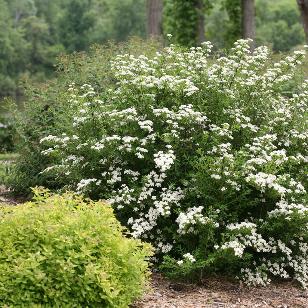 Spiraea nipponica Wedding Cake - Spirea