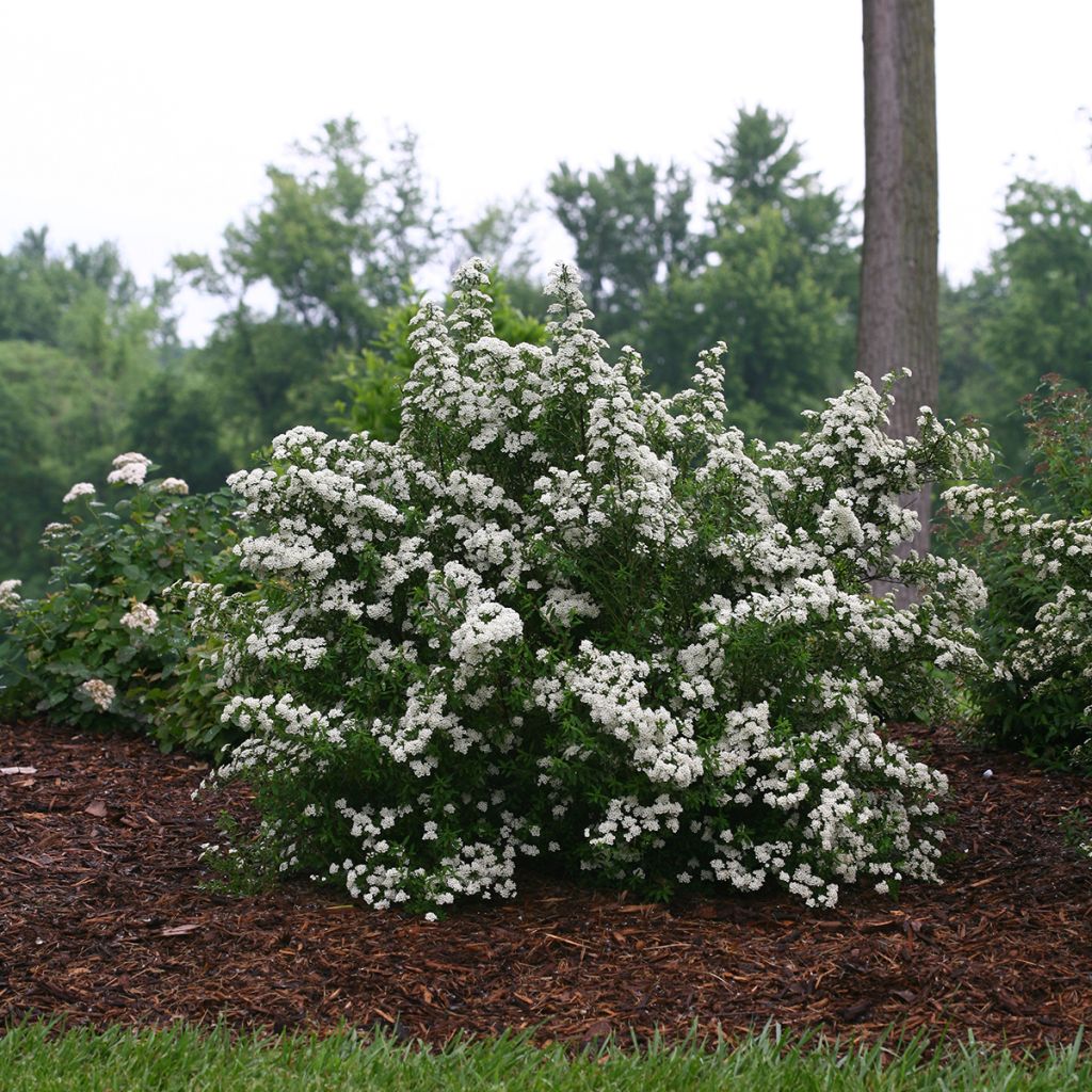 Spiraea nipponica Wedding Cake - Spirea
