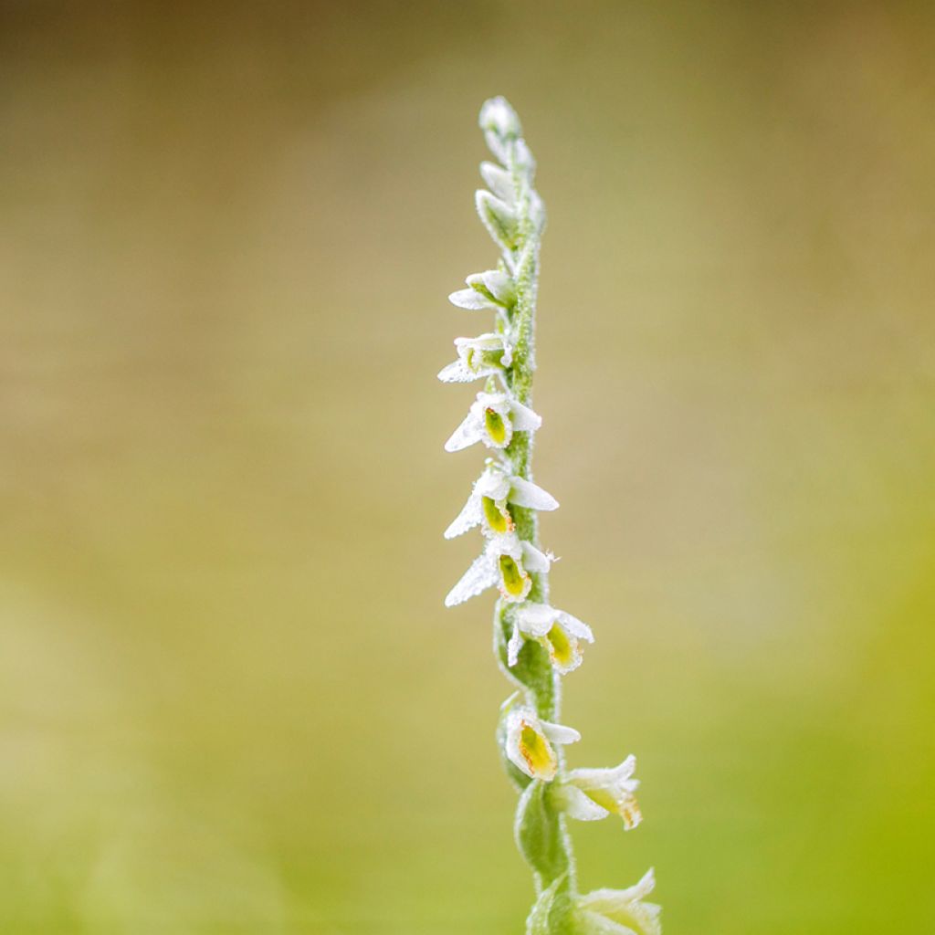 Spiranthes ochroleuca - Schroeforchis