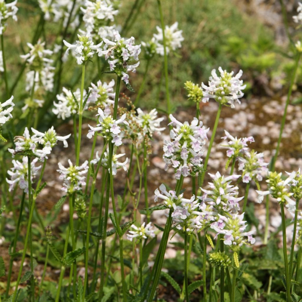 Stachys officinalis Alba - Betonie