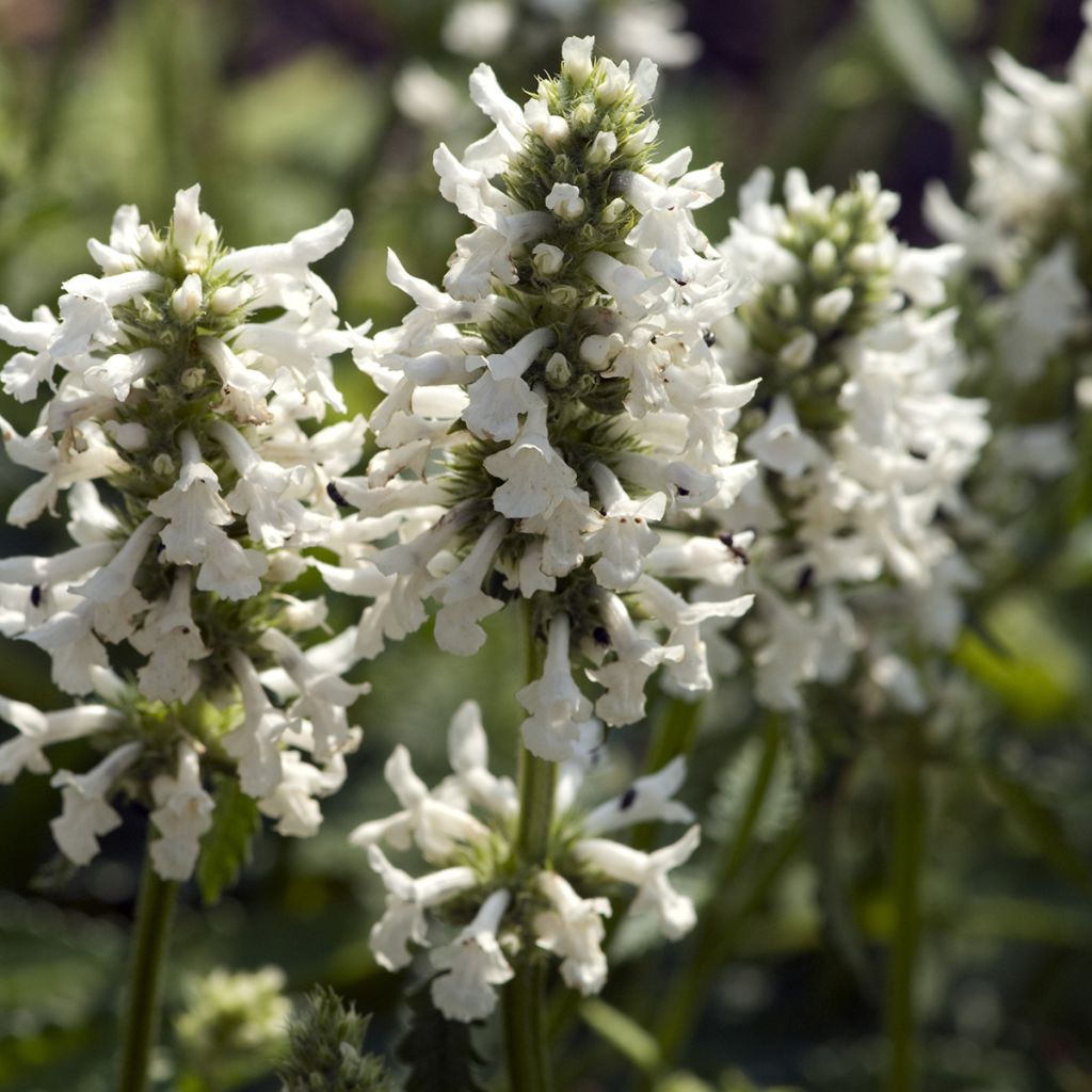 Stachys officinalis Alba - Betonie