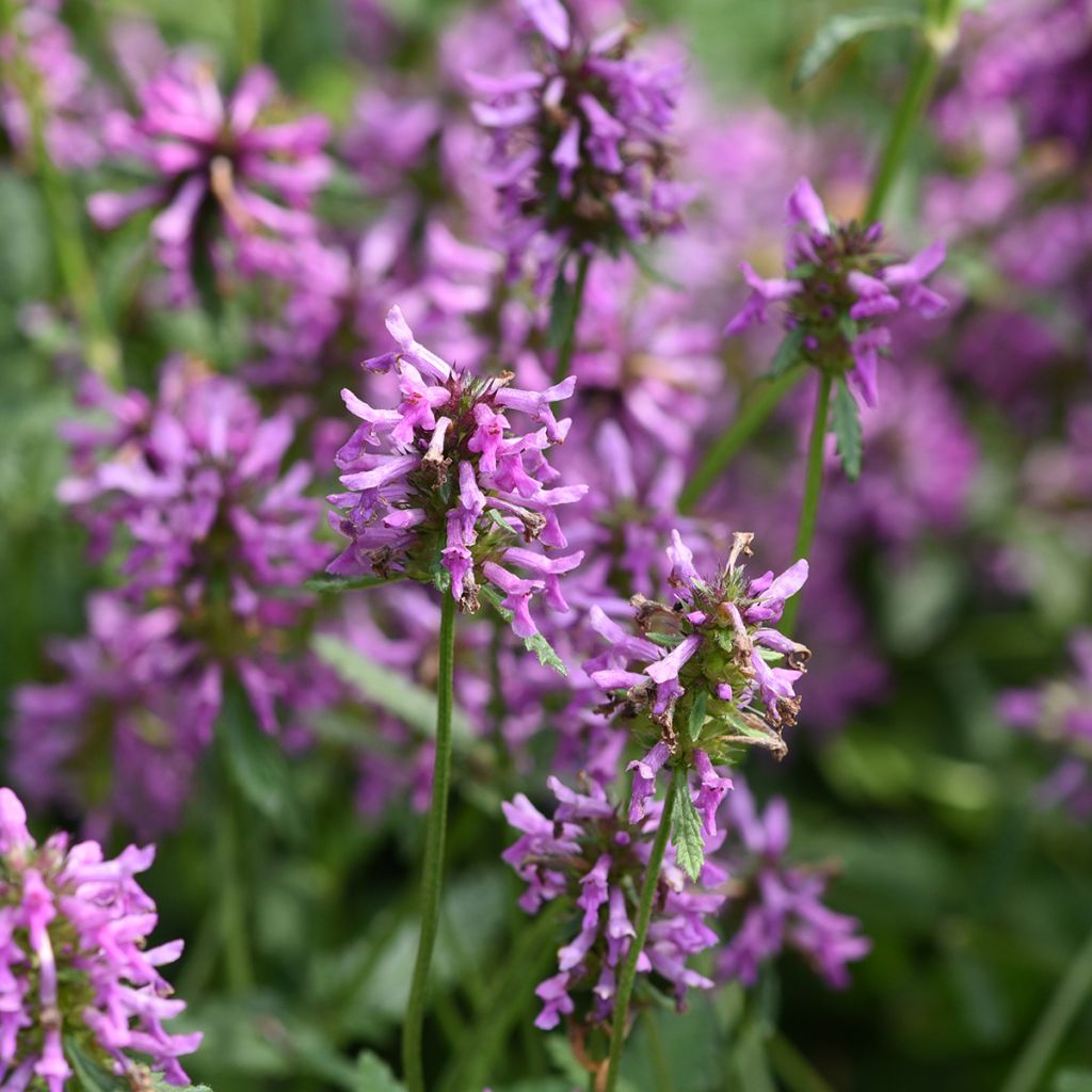 Stachys officinalis - Betonie