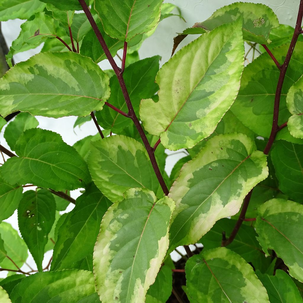 Stachyurus chinensis Joy Forever - Chinese staartaar