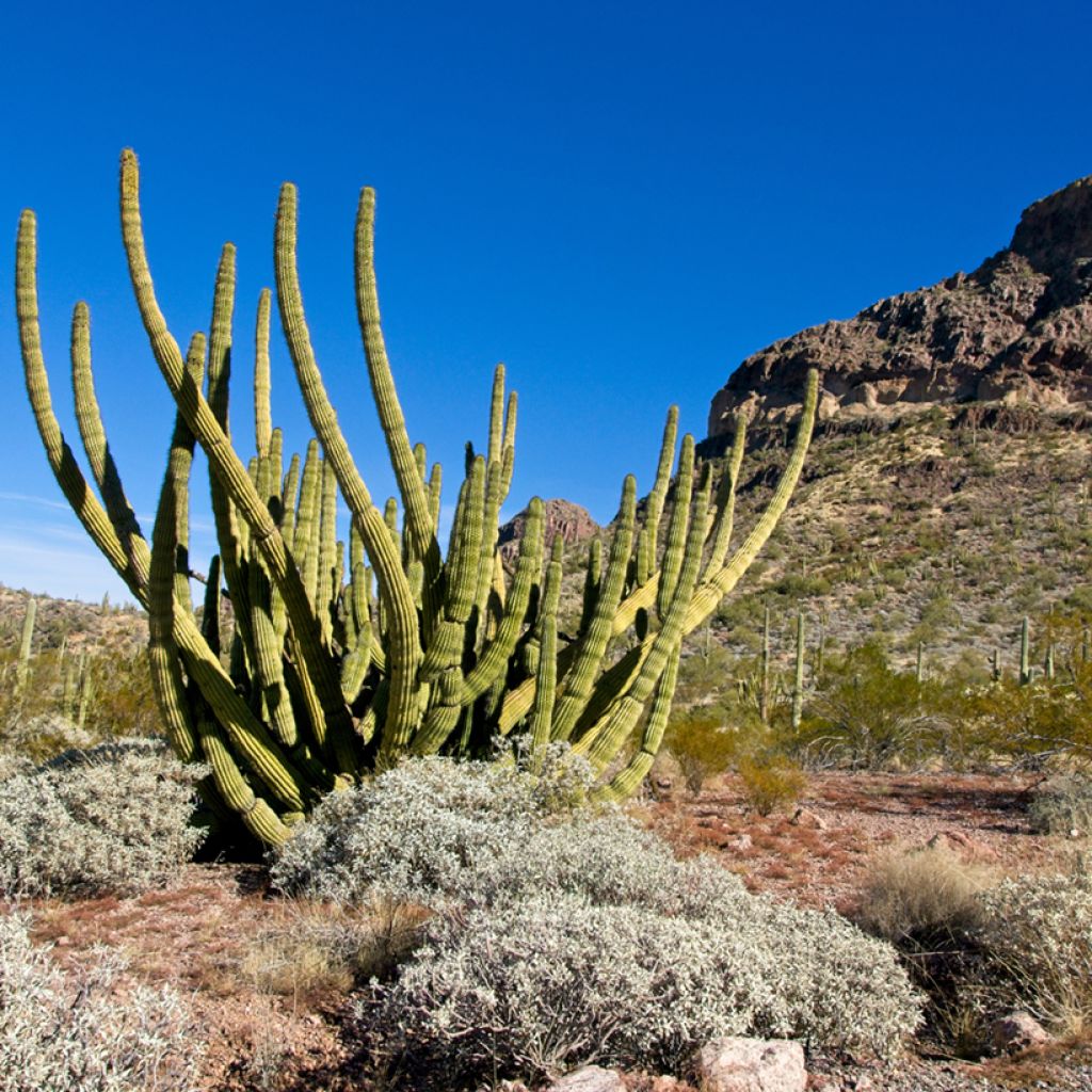 Stenocereus thurberi - Orgelpijpcactus