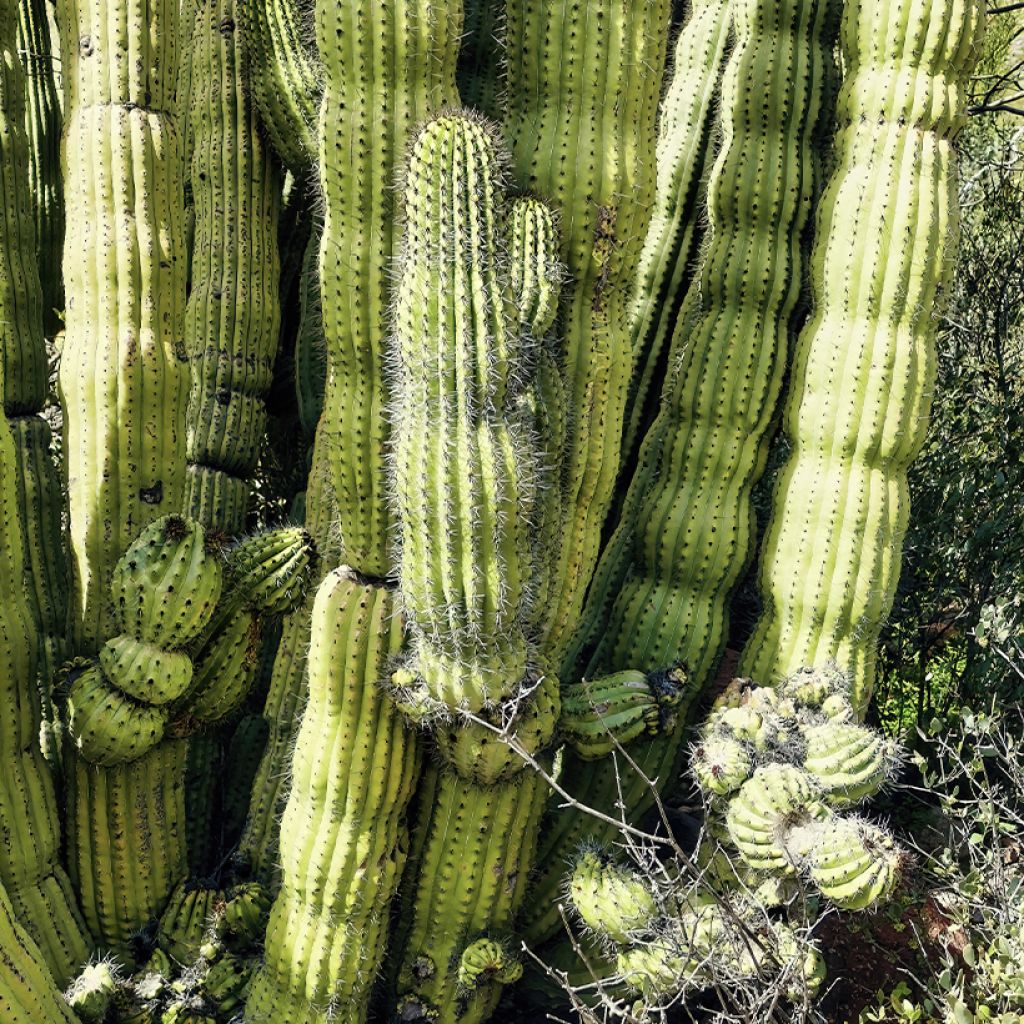Stenocereus thurberi - Orgelpijpcactus