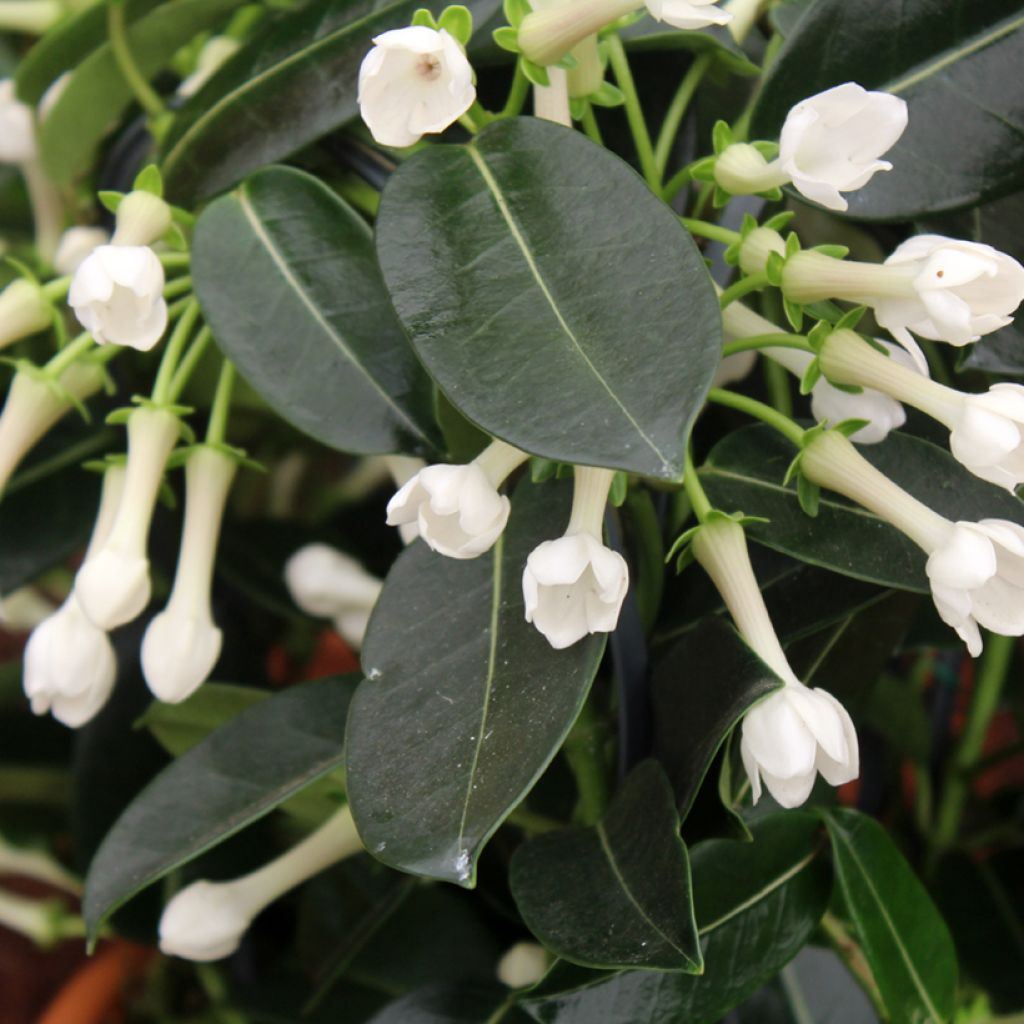 Stephanotis floribunda - Bruidsbloem