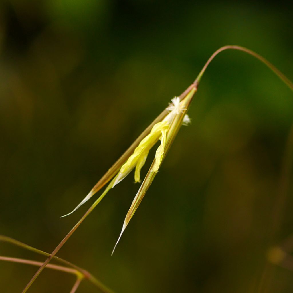 Stipa gigantea - Reuzenvedergras