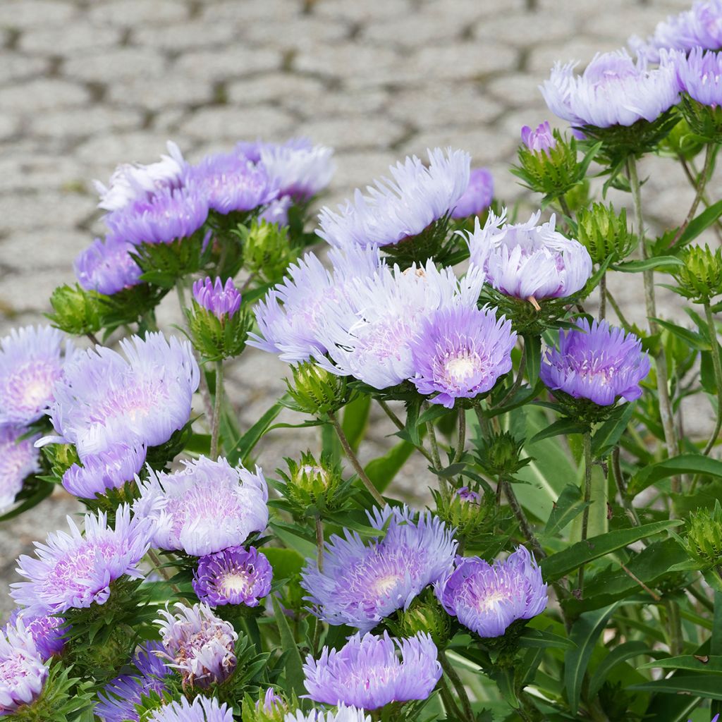 Stokesia laevis Blue Star - Bleuet d'Amérique