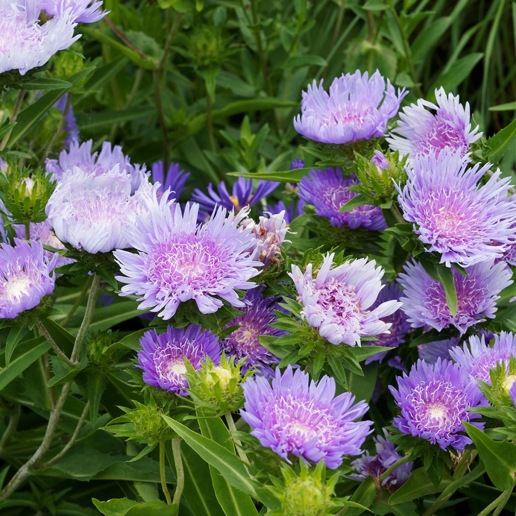 Stokesia laevis Blue Star - Bleuet d'Amérique
