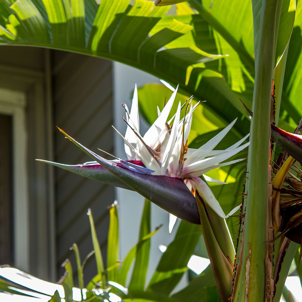 Strelitzia nicolai (zaad) - Witte paradijsvogelplant