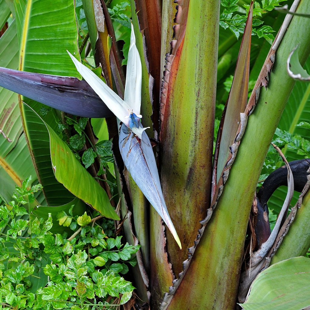 Strelitzia nicolai (zaad) - Witte paradijsvogelplant