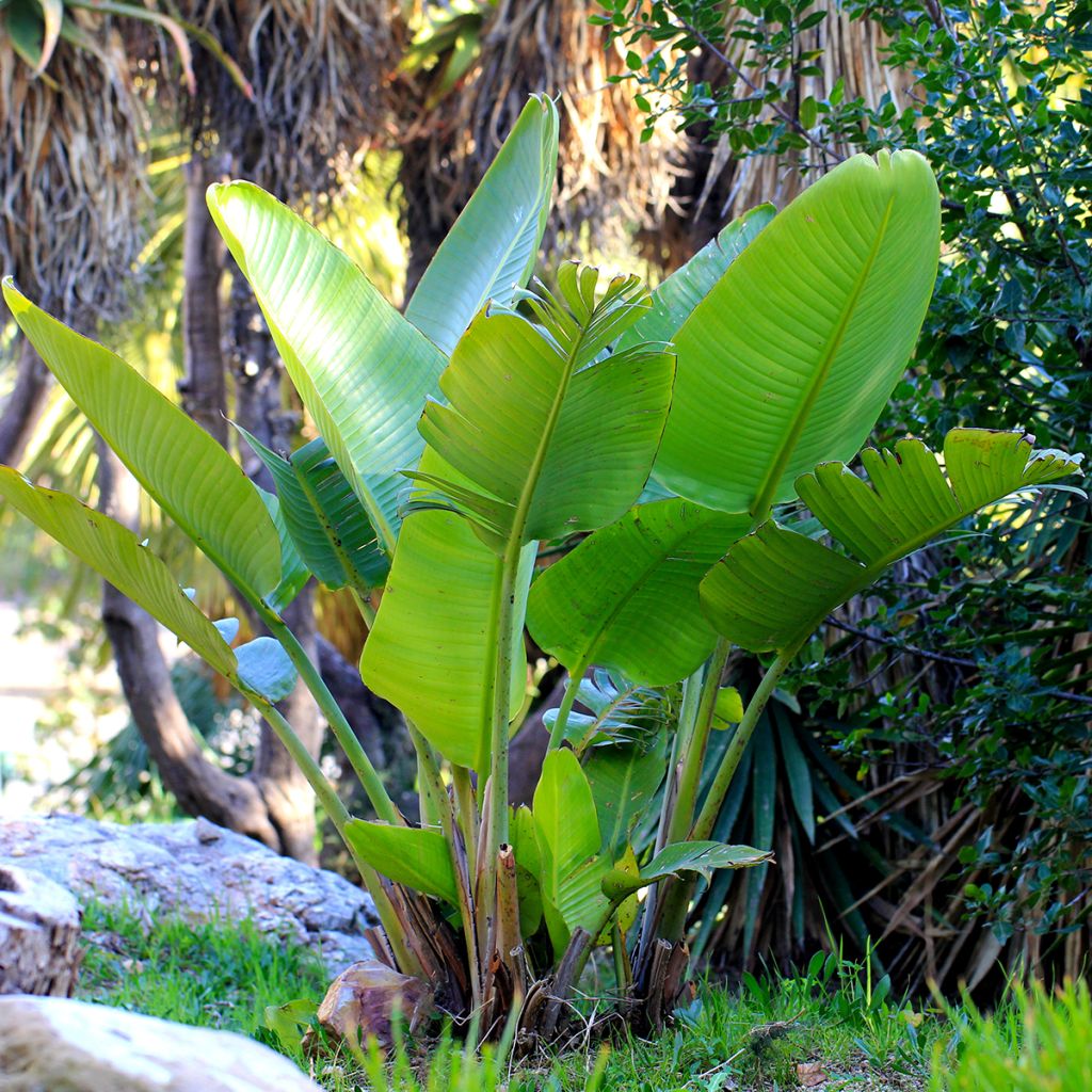 Strelitzia nicolai (zaad) - Witte paradijsvogelplant
