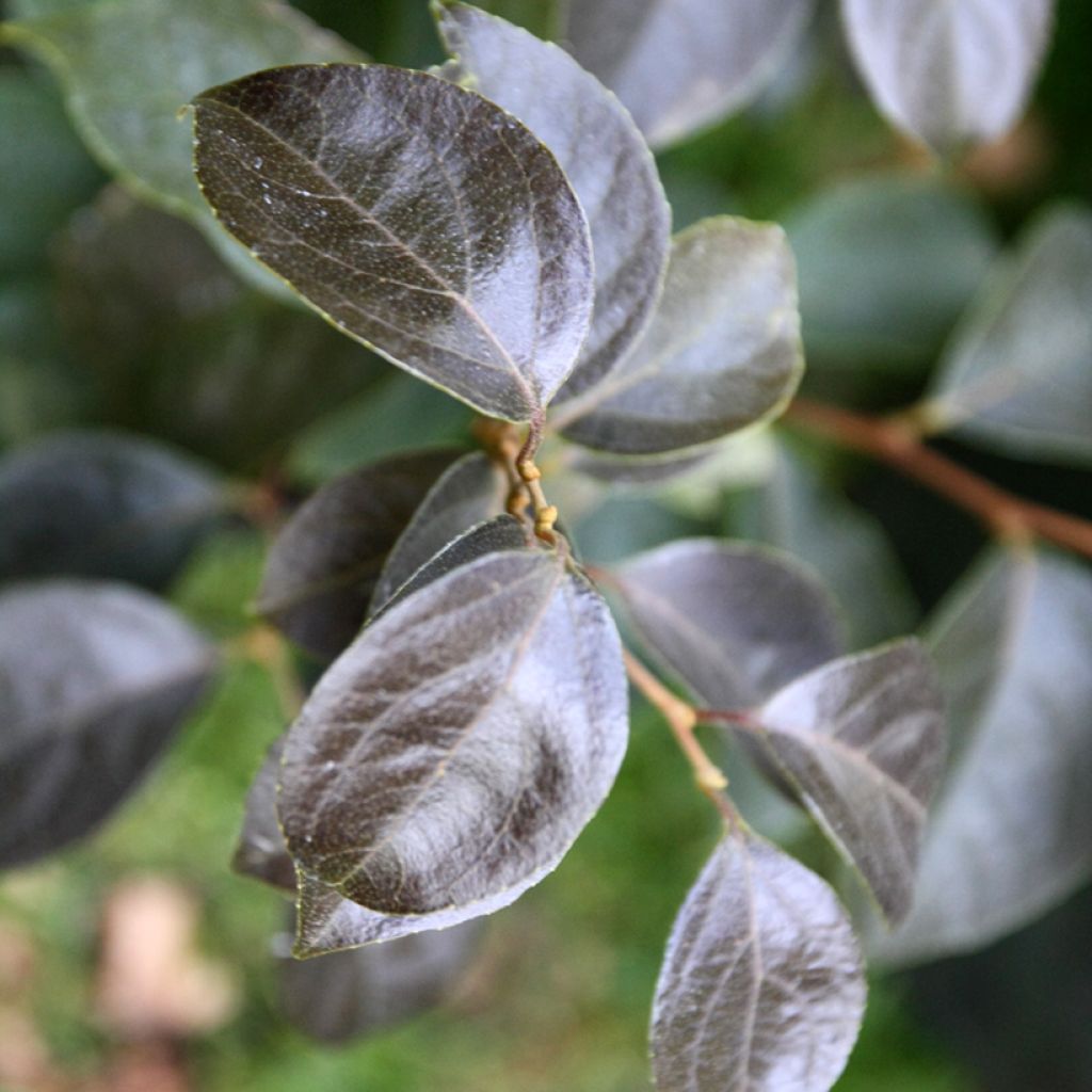 Styrax japonica Evening Light - Japanse storaxboom