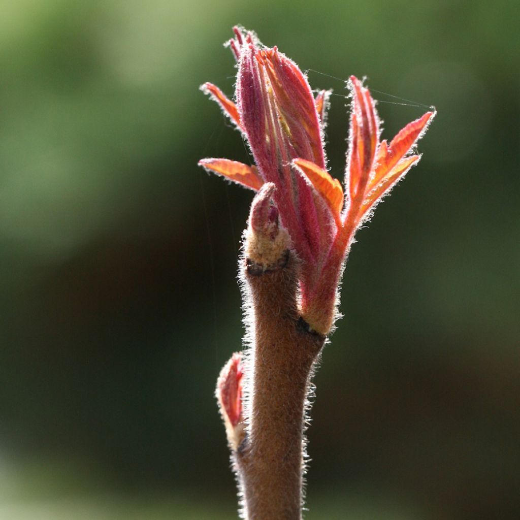 Rhus typhina Tiger Eyes - Fluweelboom