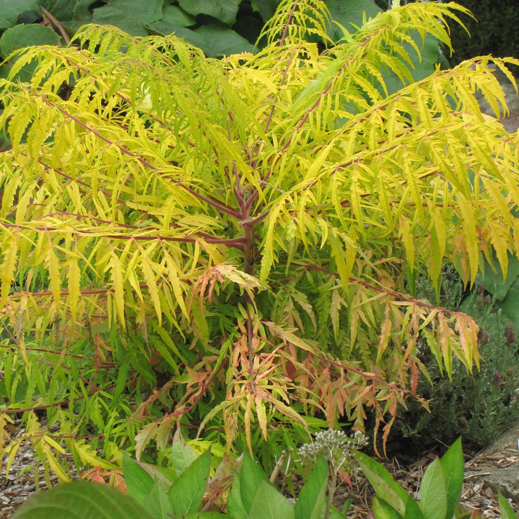 Rhus typhina Tiger Eyes - Fluweelboom