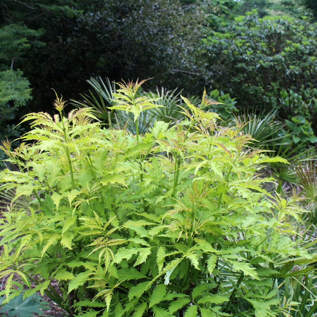 Sambucus racemosa Sutherland Gold - Trosvlier