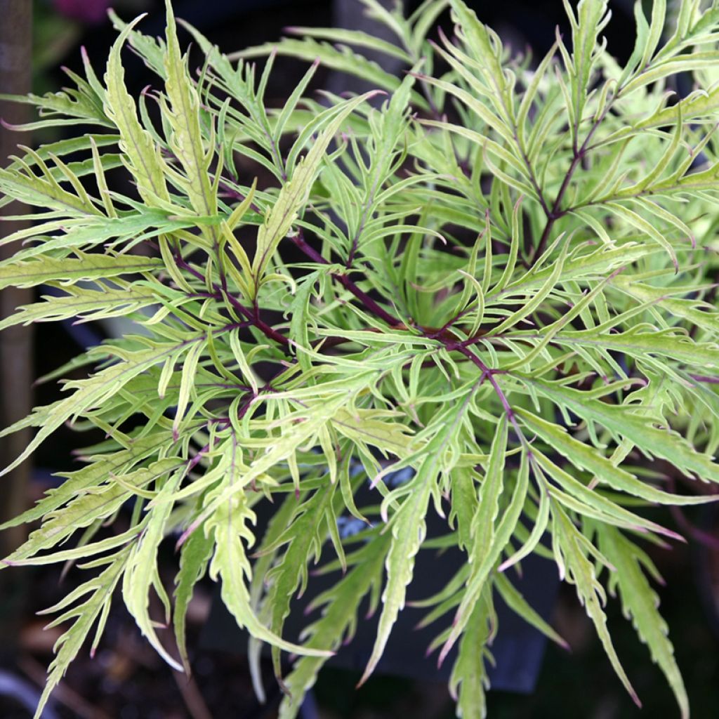 Sambucus racemosa Welsh Gold - Trosvlier