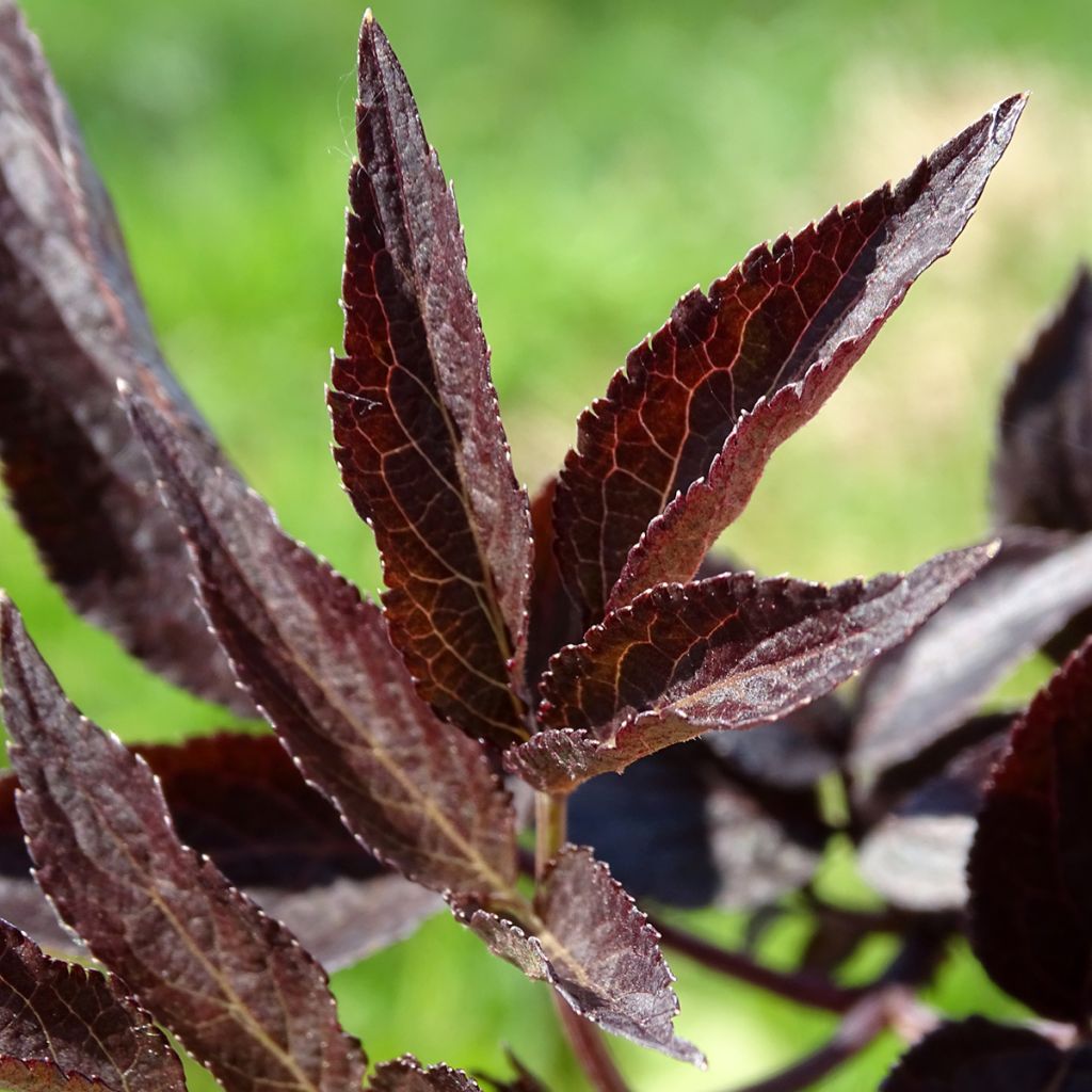 Sambucus nigra Black Beauty - Gewone vlier