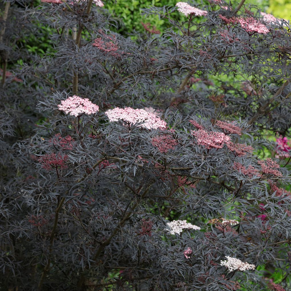 Sambucus nigra Black Lace - Gewone vlier