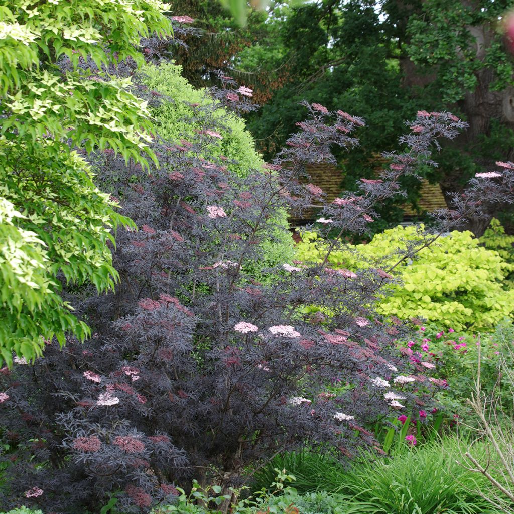 Sambucus nigra Black Lace - Gewone vlier